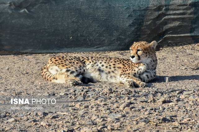 یوزپلنگ آسیایی کمبود بودجه برای حفاظت از یک نماد ملی