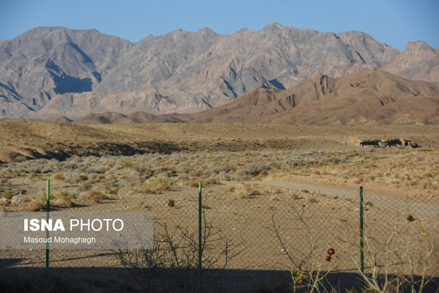 مثلث نجات یوز از انقراض/ آیا محیط زیست موفق میشود؟