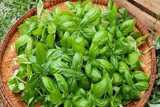 برای مقابله با دیابت نوع ۲ ریحان بخورید برای مقابله با دیابت نوع ۲ ریحان بخورید