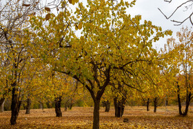 پاییز در روستای "نایه" قم