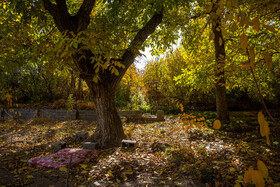 پاییز در روستای "نایه" قم