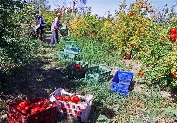 باغداران با درختان آفت‌زده انار چه کنند؟