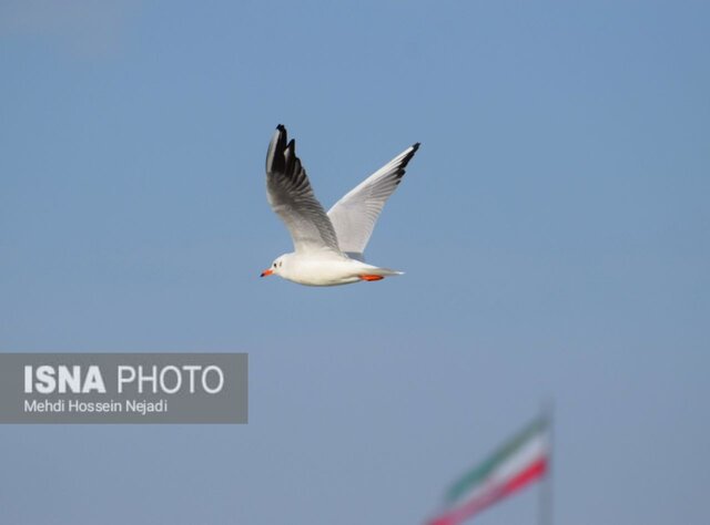 مرغان دریایی در سواحل شهرستان مرزی آستارا