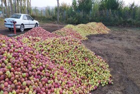 برداشت سالانه ۴۸ هزار تُن سیب در بروجرد