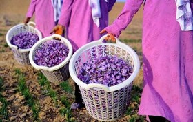 برداشت ۶۵۰ کیلوگرم زعفران از مزارع کاشان