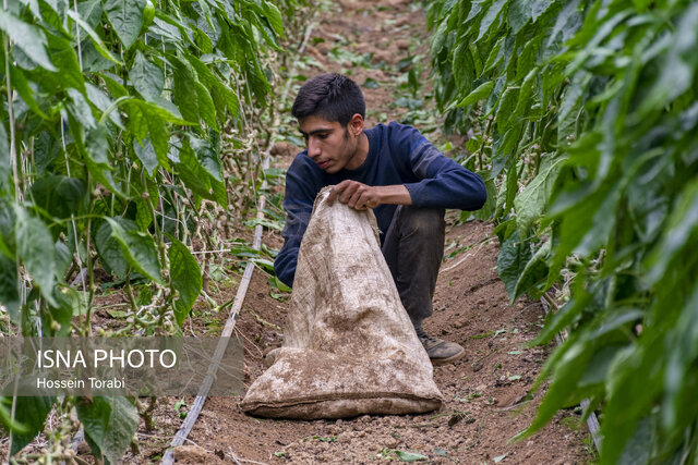 دلفان قطب بزرگ تولیدات گلخانه‌ای در کشور است