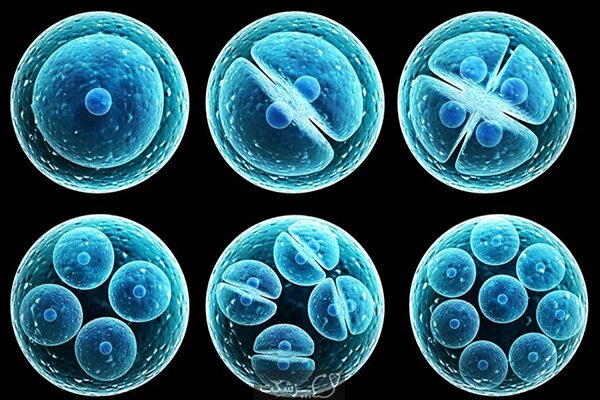 آشنایی با سلول‌های بنیادی و کاربرد آن‌ها در علوم پزشکی