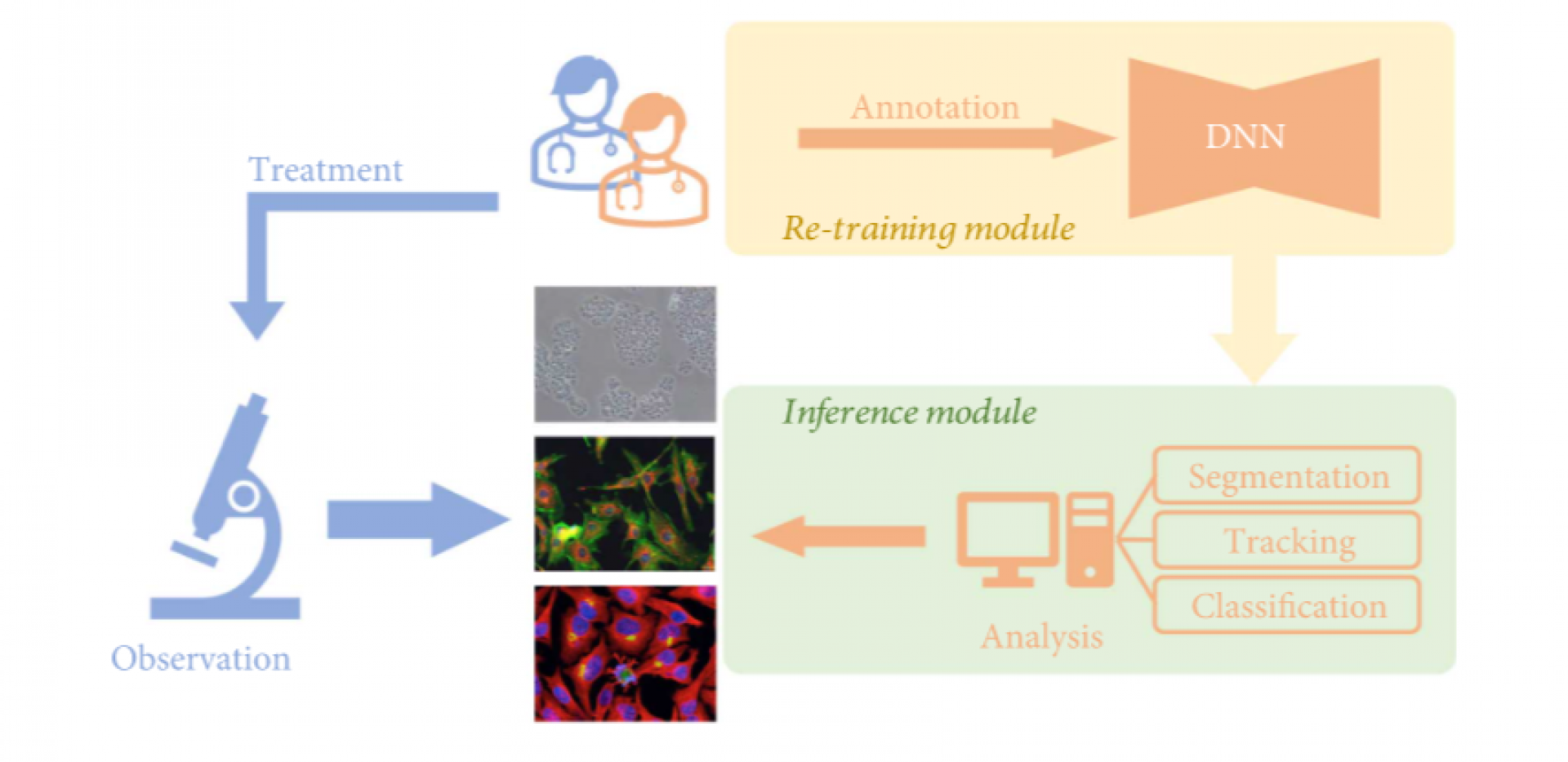 ردیابی زنده تغییرات سلولی با هوش مصنوعی ممکن شد