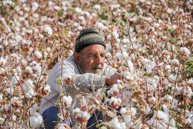 ۷۰ درصد از سطوح زیر کشت پنبه خراسان رضوی برداشت شد