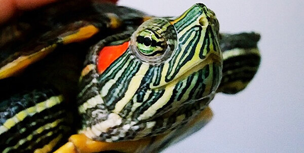 لاکپشت گوش قرمز نگرانی محیط زیست از سرعت افزایش جمعیت لاکپشتهای مهاجم