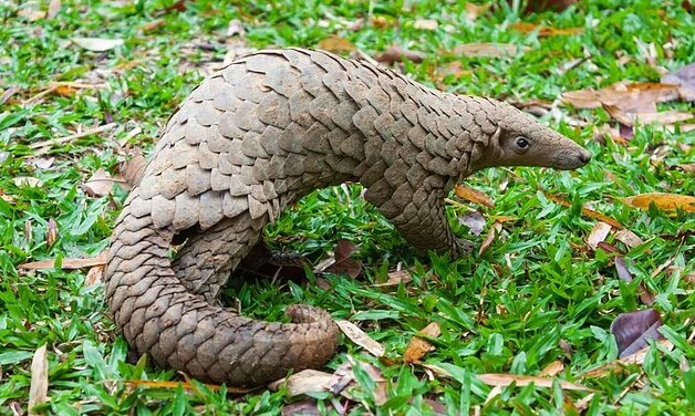 زنگ خطر شیوع یک ویروس جدید مشابه کروناویروس