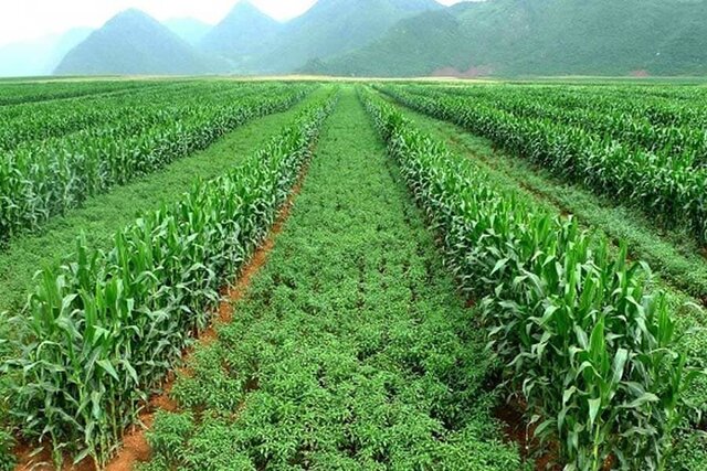 راهکار دانش‌بنیان‌ها برای کاهش مصرف سموم در مزارع
