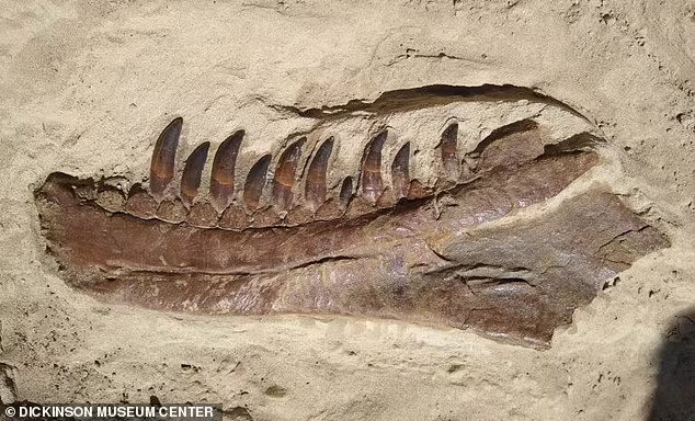 پادشاه دایناسورها کشف شد