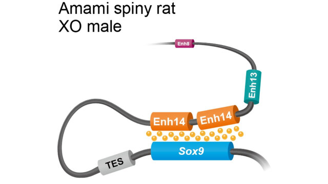 حل یک معمای مهم در بدن موشهای نر