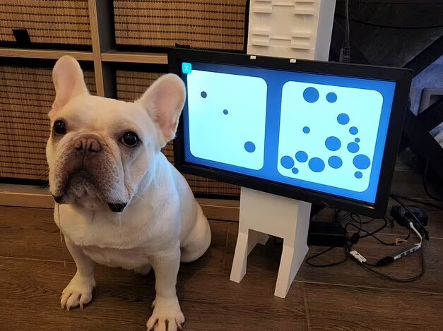 یک بازی ویدئویی برای جلوگیری از اختلال شناختی سگها