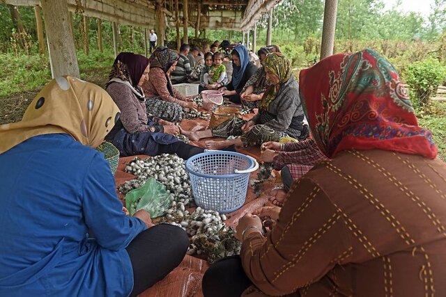 «نوغانداری و ابریشمبافی» به نام ایران و ۶ کشور دیگر ثبت جهانی شد
