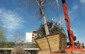 درختانی که قرار بود به جای قطع، جابجا شوند!