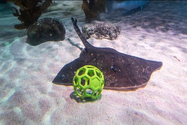 جام جهانی فوتبال در آکواریوم!