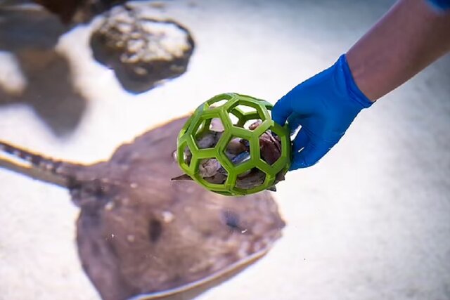 جام جهانی فوتبال در آکواریوم!