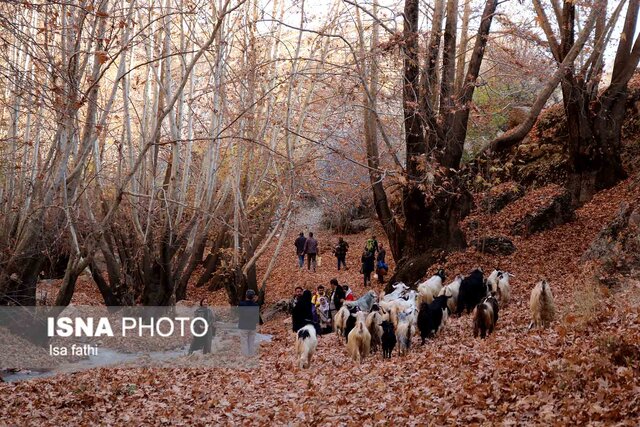 پاییز در «تنگ گنجه ای» - یاسوج