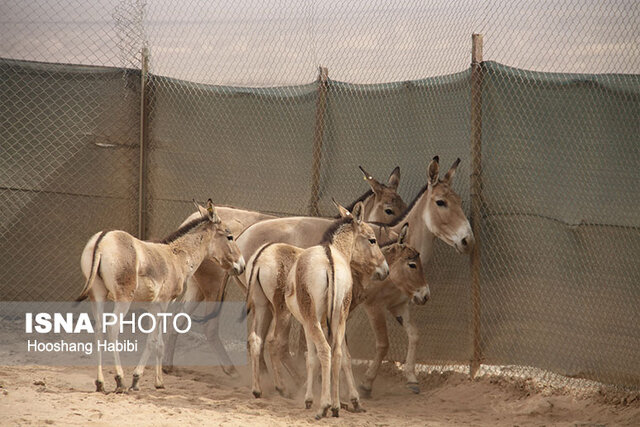افزایش گورهای ایرانی پارک ملی کویر به ۲۸ راس/ چرایی کاهش جمعیت گورها
