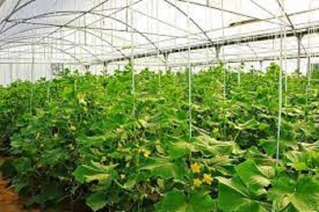 رشد ۶۷ درصدی ایجاد گلخانه در شهرستان زهک