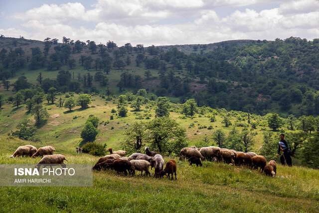 چرای گله در زیستگاه جنگل ابر بسطام "مرگ سیاه" سمنان را تهدید نمیکند