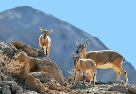 افزایش ۲۰ درصدی جمعیت پستانداران سرشماری شده در کرمانشاه