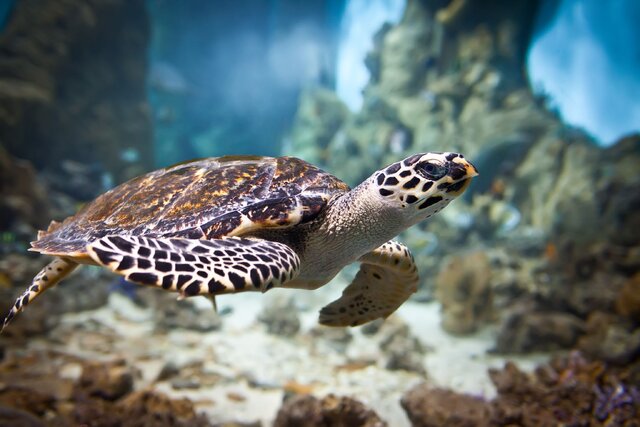 تخریب زیستگاه لانه‌گذاری بلای جان لاکپشت‌های دریایی/تدوین برنامه ملی برای فک خزری و کوسه ماهیان