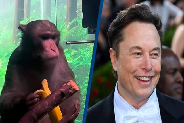 تحقیقات شتابزدهی "نورالینک" جان هزاران حیوان را گرفته است تحقیقات شتابزدهی "نورالینک" جان هزاران حیوان را گرفته است