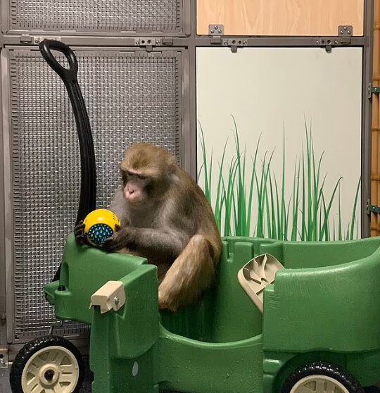 تحقیقات شتابزدهی "نورالینک" جان هزاران حیوان را گرفته است