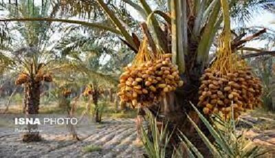 21 درصد اراضی کشت خرمای کشور متعلق به سیستان و بلوچستان است/
مقام اول ایران در صادرات خرما