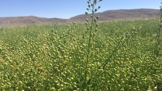 انجام کشت پاییزه در ۳۰۰ هکتار از اراضی کشاورزی استان مرکزی انجام کشت پاییزه در ۳۰۰ هکتار از اراضی کشاورزی استان مرکزی