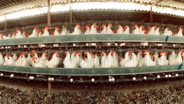 نکاتی که باید در هنگام خرید مرغ به آن توجه کرد