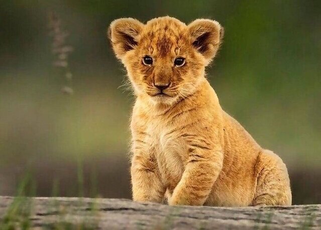 توله شیر کشف شده کجا نگهداری میشود؟/ آخرین وضعیت پلنگ سرخه حصار توله شیر کشف شده کجا نگهداری میشود؟/ آخرین وضعیت پلنگ سرخه حصار