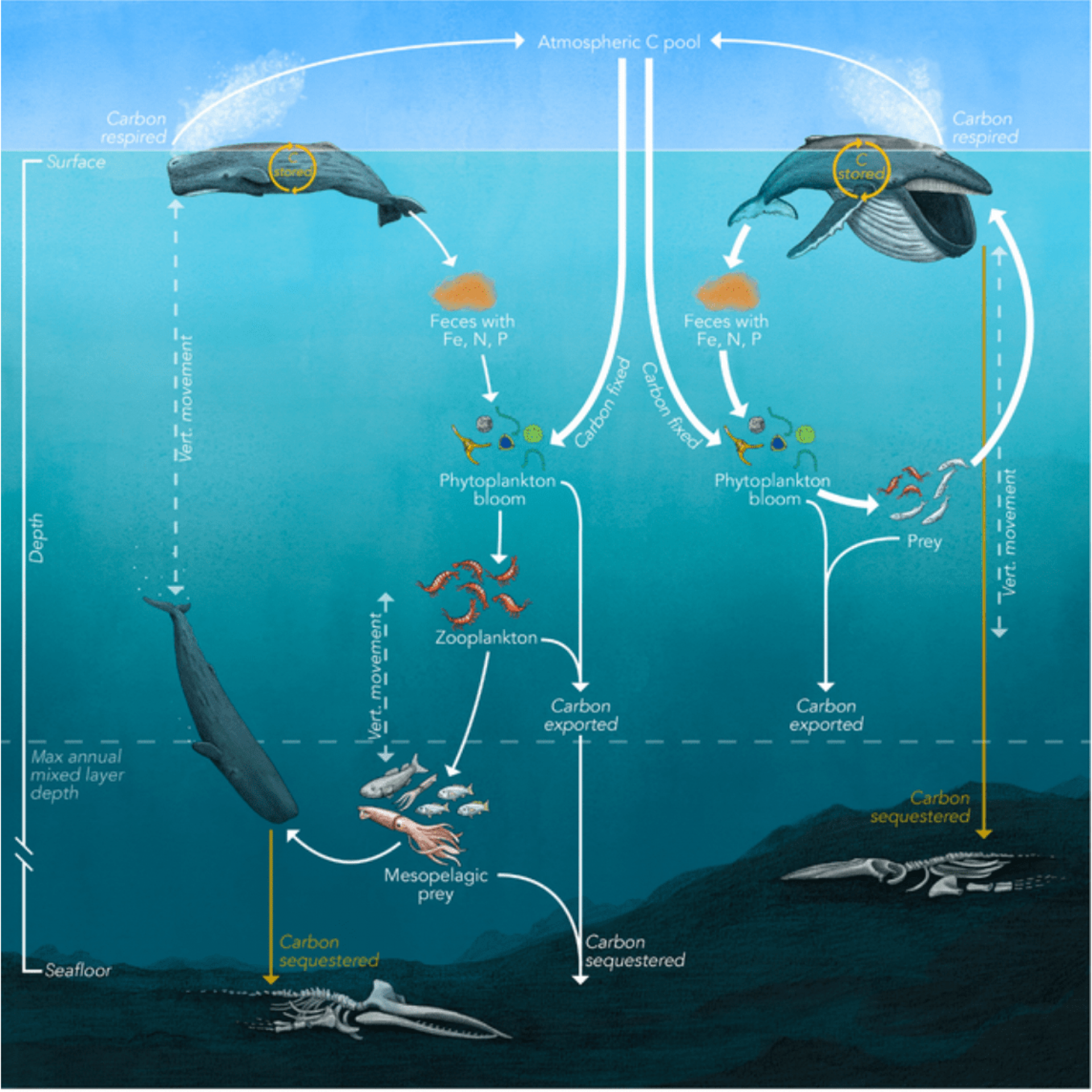نهنگها سلاح مخفی در مبارزه با تغییرات اقلیمی