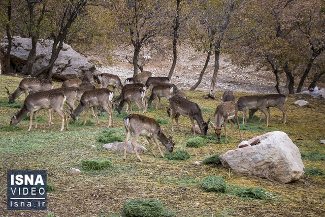 ویدئو / گوزنهای در حال انقراض ویدئو / گوزنهای در حال انقراض