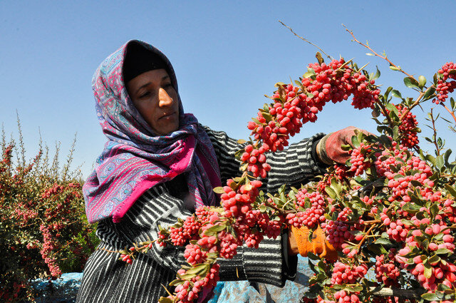 نقش تعاونیهای کشاورزی در کاهش هزینههای دولت