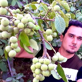برتر نهال رکورد دار تولید نهال گردو در ایران