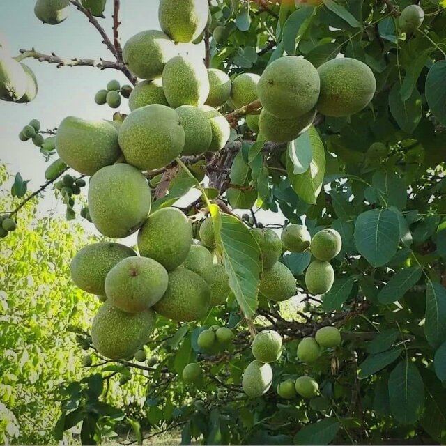 برتر نهال رکورد دار تولید نهال گردو در ایران