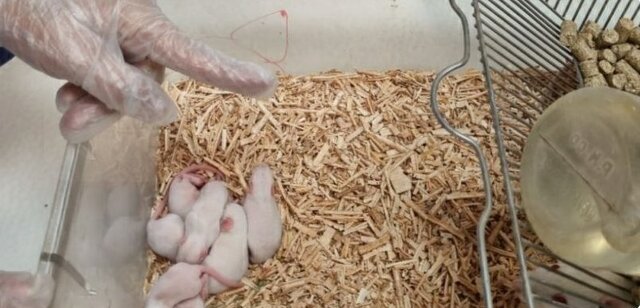 کارگاه آموزشی «آشنایی با مطالعات حیوانی و تشریح حیوانات آزمایشگاهی» برگزار شد