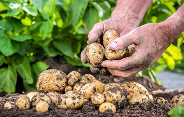 سیب زمینی اردبیل سالانه ۱۰ الی ۱۵ درصد کاهش مییابد سیب زمینی اردبیل سالانه ۱۰ الی ۱۵ درصد کاهش مییابد