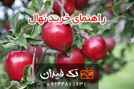 راهنمای خرید نهال