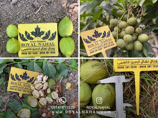 آشنایی با رکوردار تولید نهال گردو در کشور