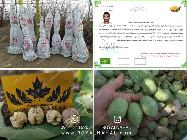 آشنایی با رکوردار تولید نهال گردو در کشور