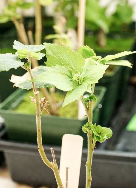 فناوری کریسپر زمان باروری درختان را به چند ماه کاهش داد!