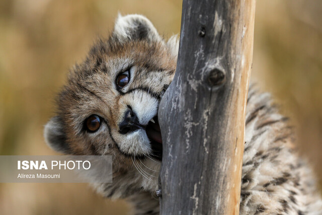 پیروز محیط زیست در سالی که گذشت؛ تجربه هوای خطرناک/ مرگ «پیروز»