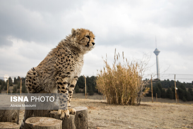 «پیروز» در کنار «توران» و «آذر»؟