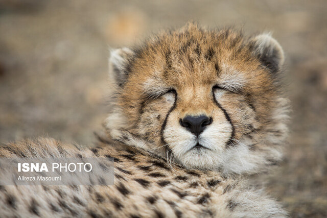 پیروز «پیروز» دوباره به بیمارستان منتقل شد