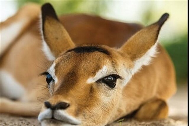 عکس تزئینی است. تصویربرداری از آهو در منطقه شکار ممنوع کوه سفید دماوند